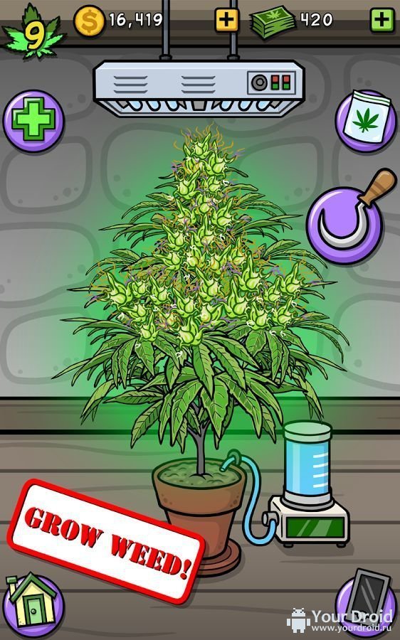 игры с выращиванием марихуаны